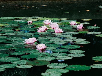 夏季水生植物养护要点:水质管理与病虫害防治