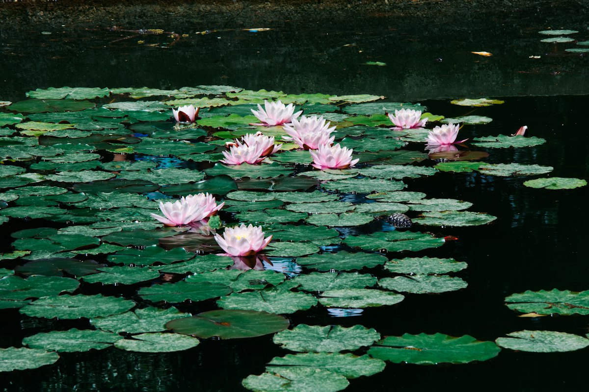 夏季水生植物养护要点:水质管理与病虫害防治