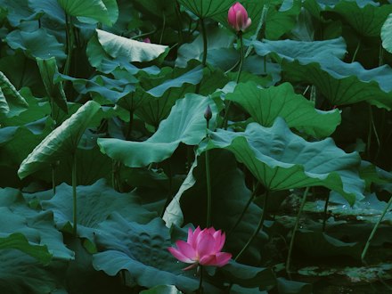 花叶美人蕉