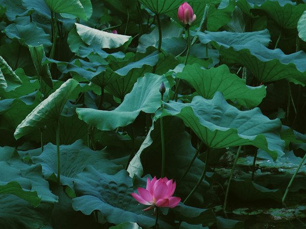 花叶美人蕉