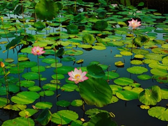 我司种植基地新增挺水植物标准化培育区