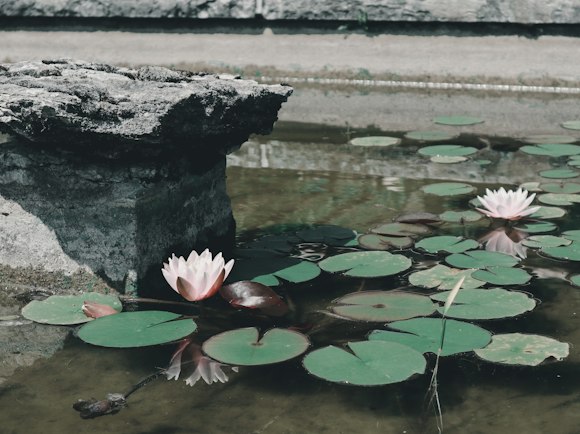 王莲