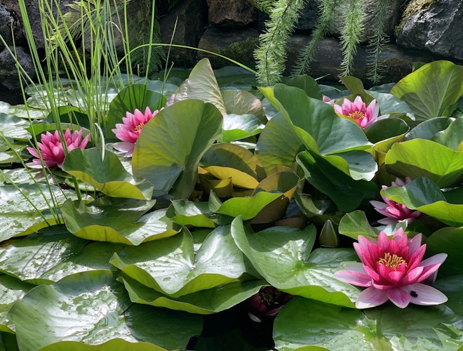 知序农业种植基地水景