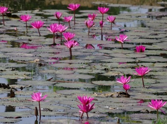 知序农业完成南宁某湿地公园水生植物供应项目