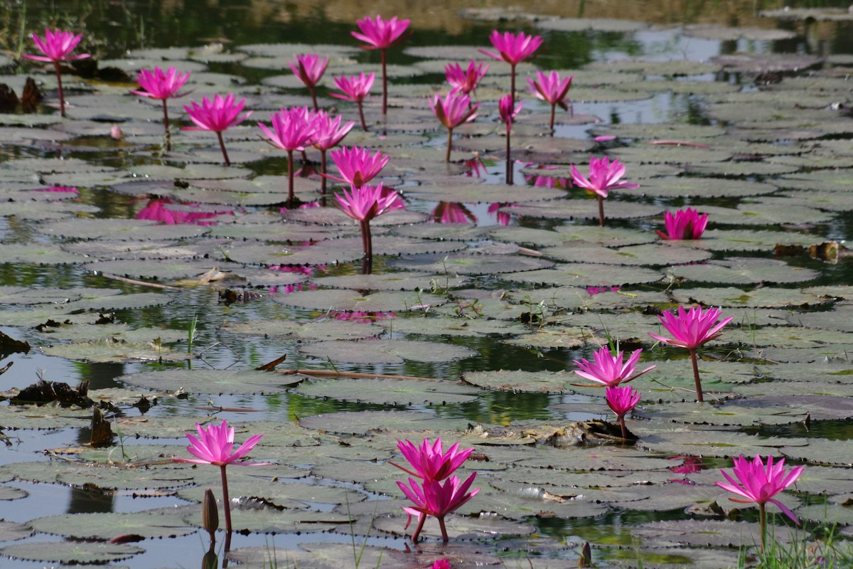 知序农业完成南宁某湿地公园水生植物供应项目